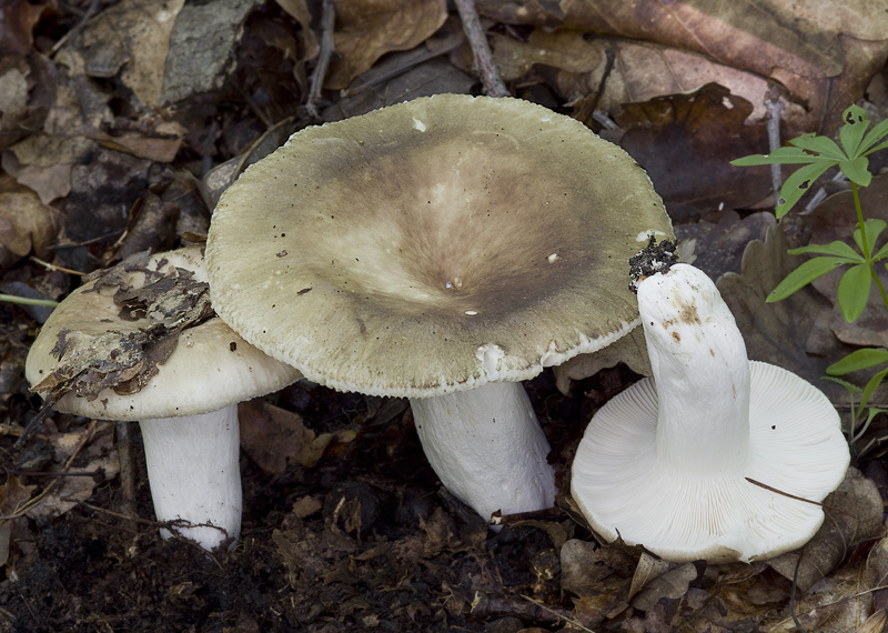 Russula heterophylla